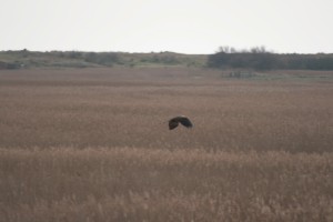 Marsh Harrier at Minsmere
