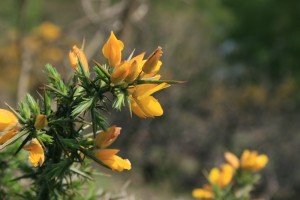 Gorse, of course