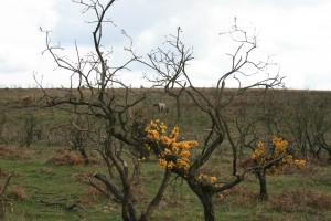 Scorched gorse