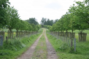 Path to oak tree