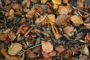 Leaf litter