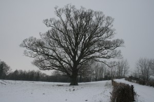 Oak tree in winter