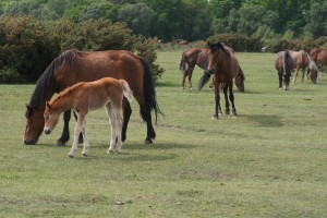 New Forest Ponies