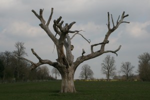 Dead tree