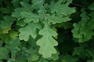 Oak leaves