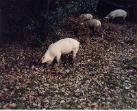 Pigs at Pannage Pigs at Pannage