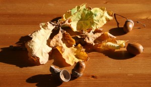 Autumnal leaves
