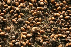 acorns