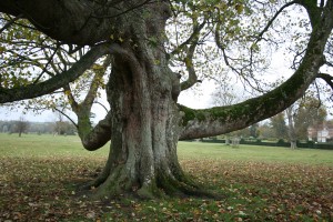 Heritage Tree in Godinton Park