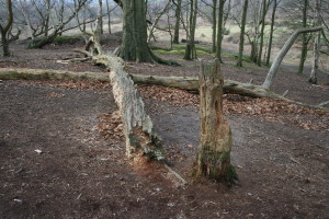 Hothfield Common