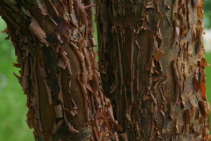 Barking up the right tree